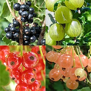 fruits rouges.jpg